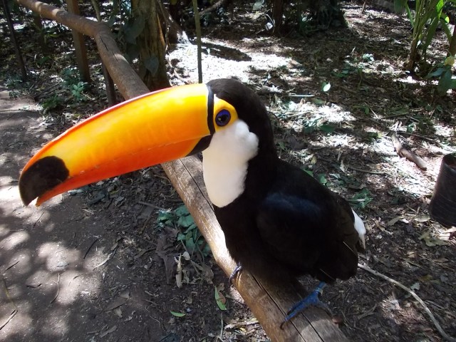 Iguacu - toucan